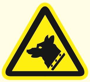chien